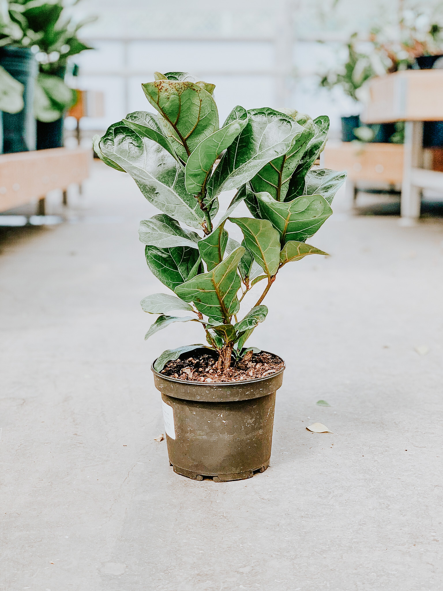 Ficus Fiddle Leaf Bush