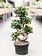 Ficus Bonsai S Shape