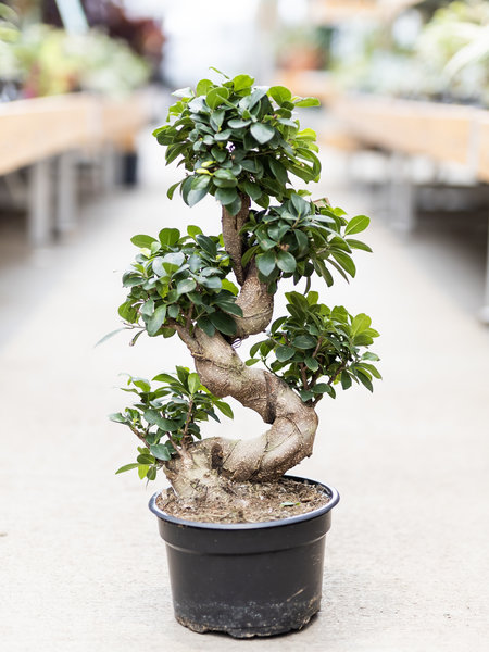Ficus Bonsai S Shape