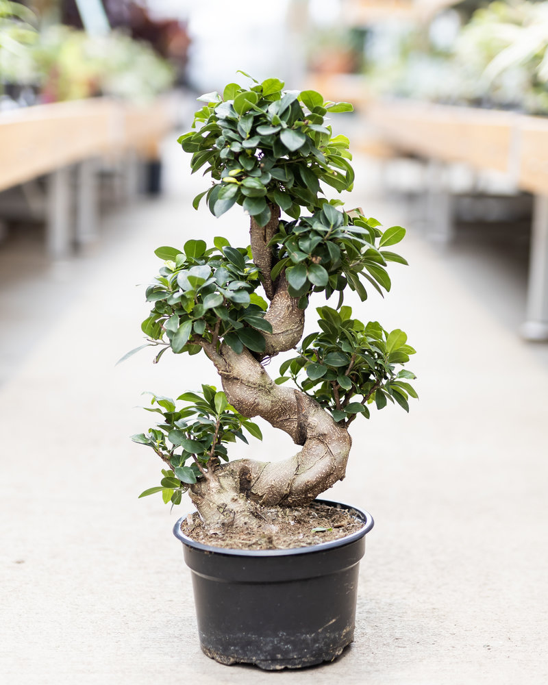 Dutch Growers Ficus Bonsai S Shape