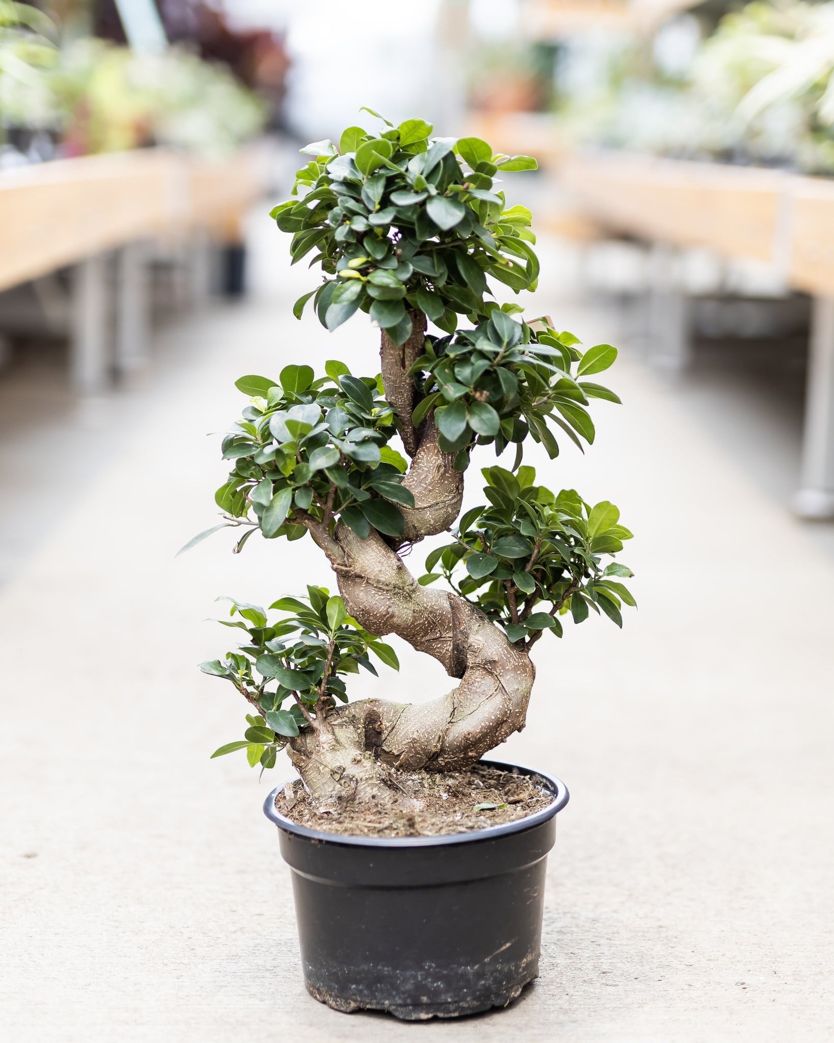 Ficus Bonsai S Shape