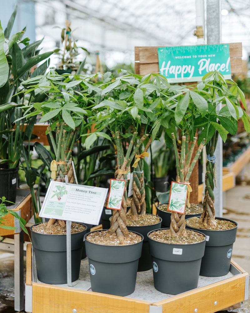 Dutch Growers Money Tree Braided