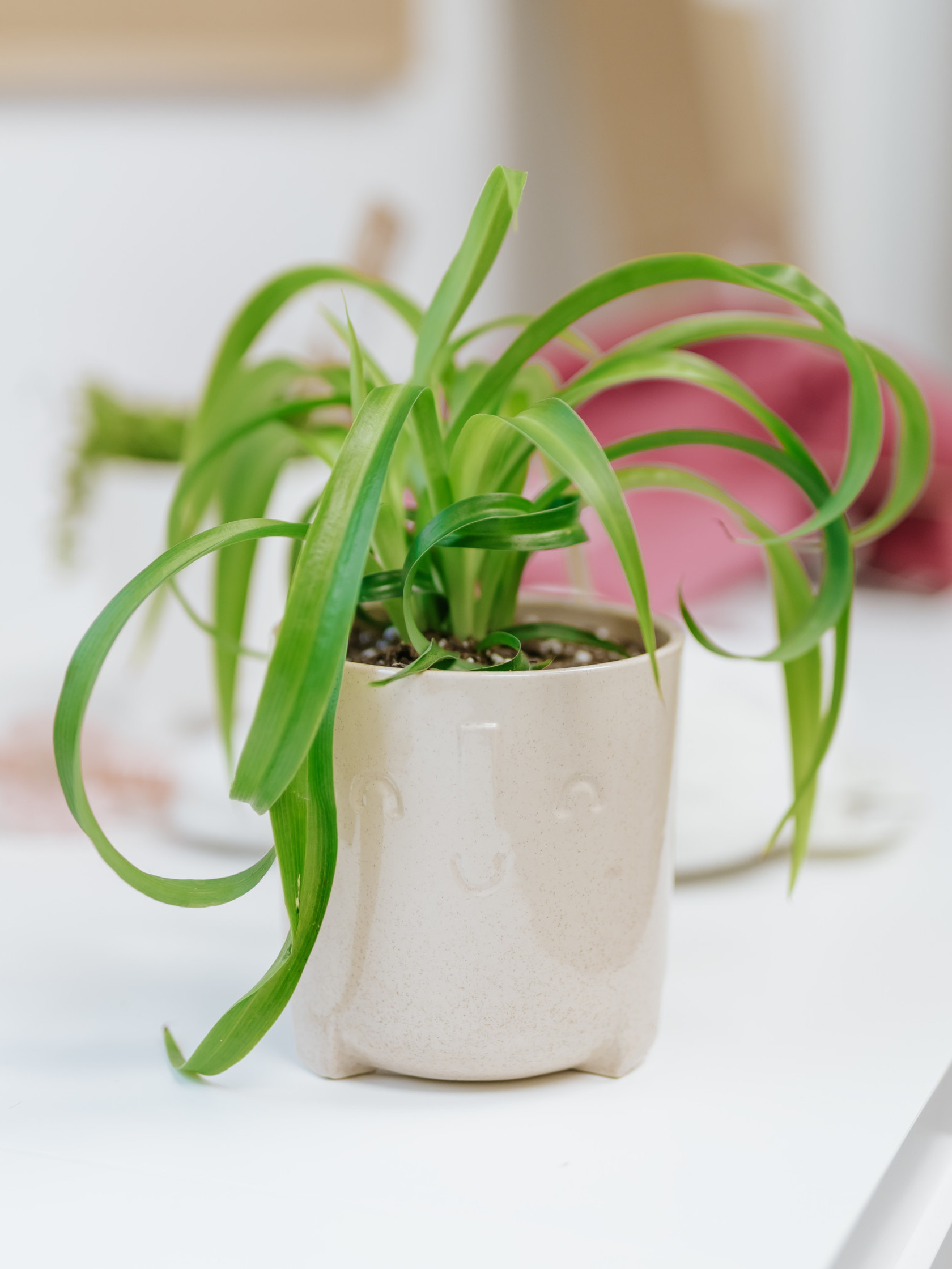 Potted Plants Near Me Dutch Growers Saskatoon Dutch Growers Saskatoon