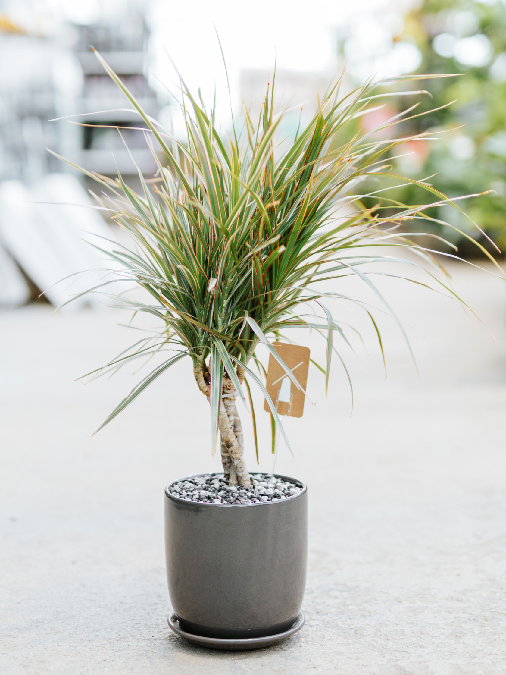 Potted Plants Near Me Dutch Growers Saskatoon Dutch Growers Saskatoon