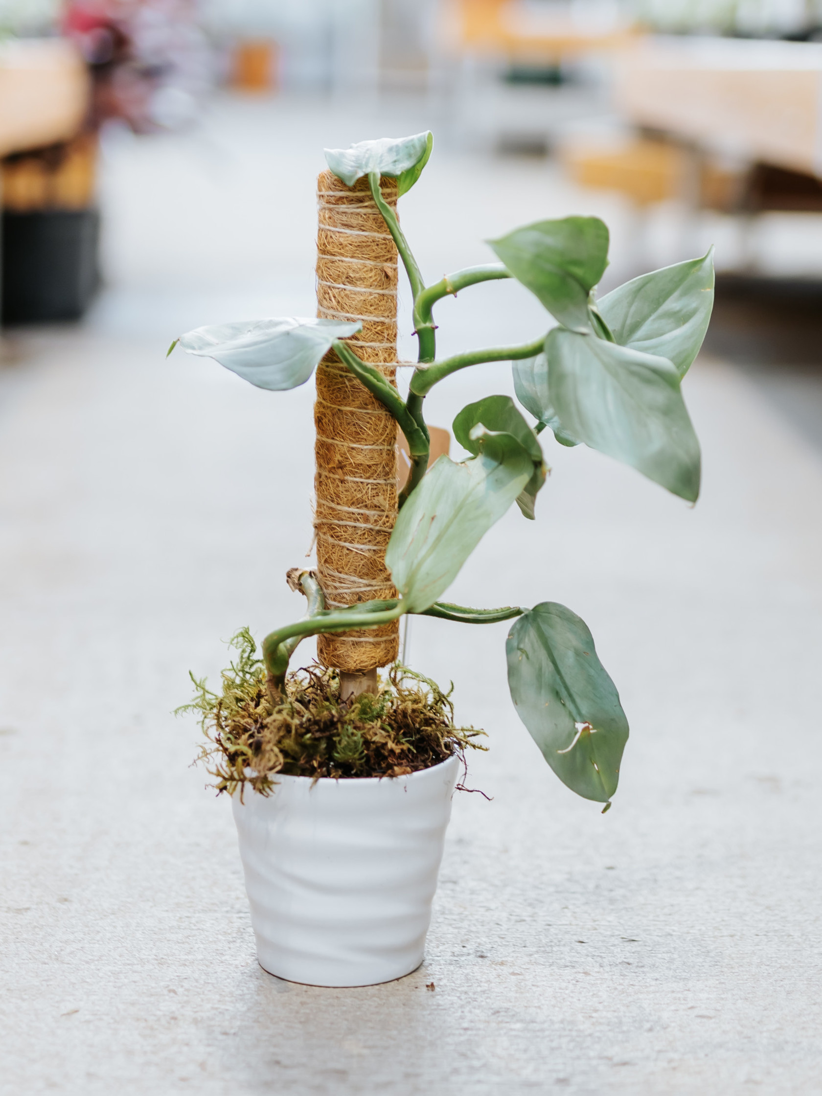 Potted Plants Near Me Dutch Growers Saskatoon Dutch Growers Saskatoon