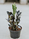 Black Raven ZZ Plant