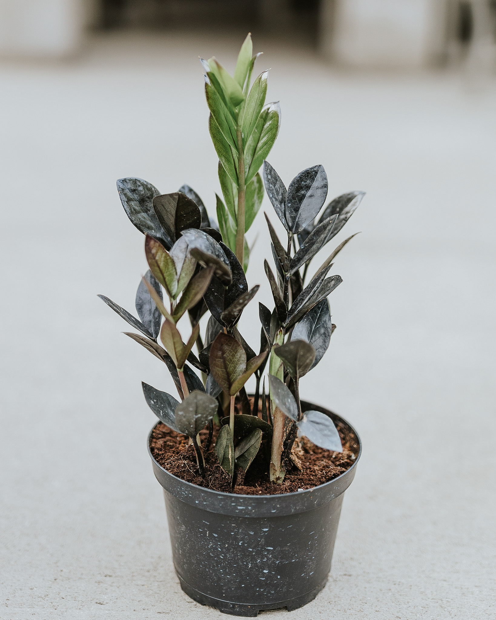 Black Raven ZZ Plant