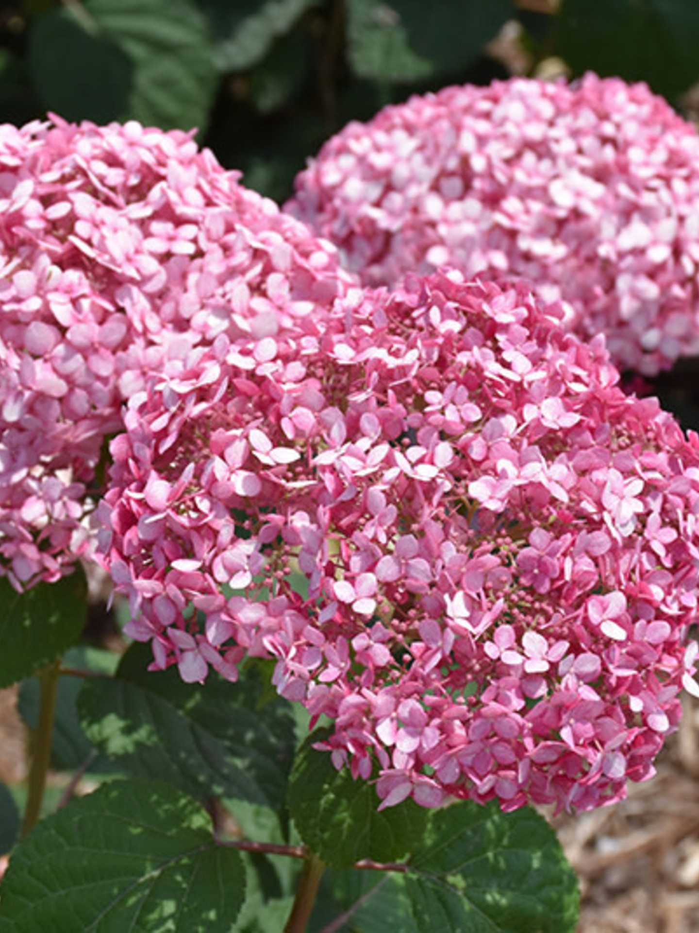 Hydrangea Invincibelle Spirit II Dutch Growers Saskatoon