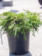Juniper Calgary Carpet/Monna