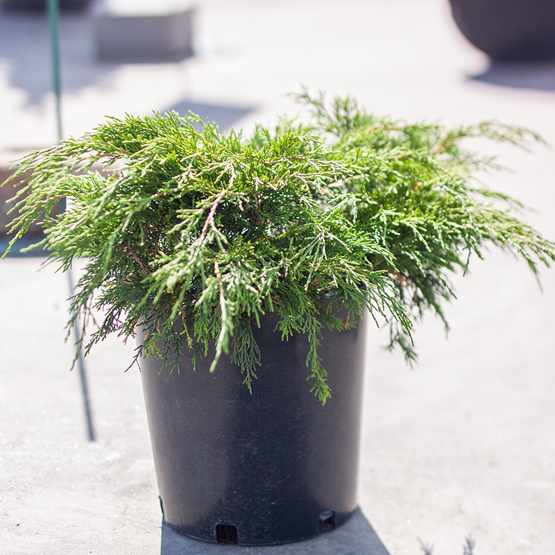 Juniper Calgary Carpet