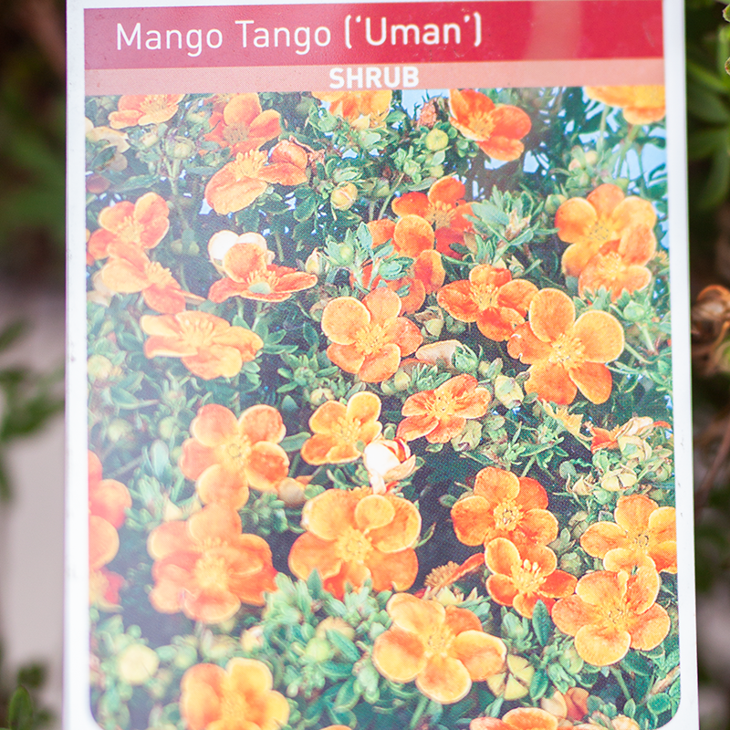 Potentilla Mandarin Tango