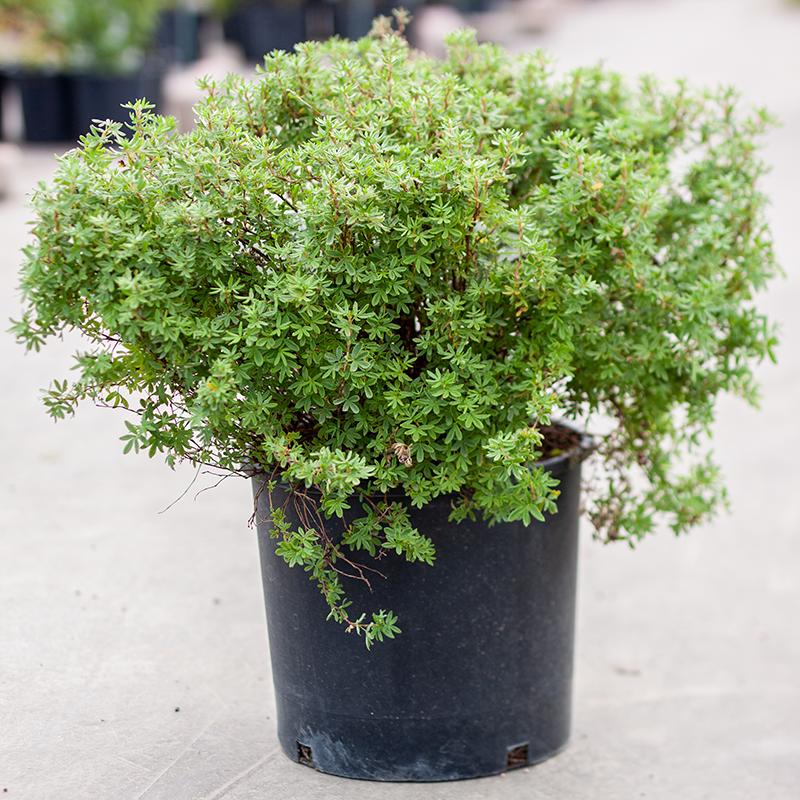 Potentilla Mandarin Tango