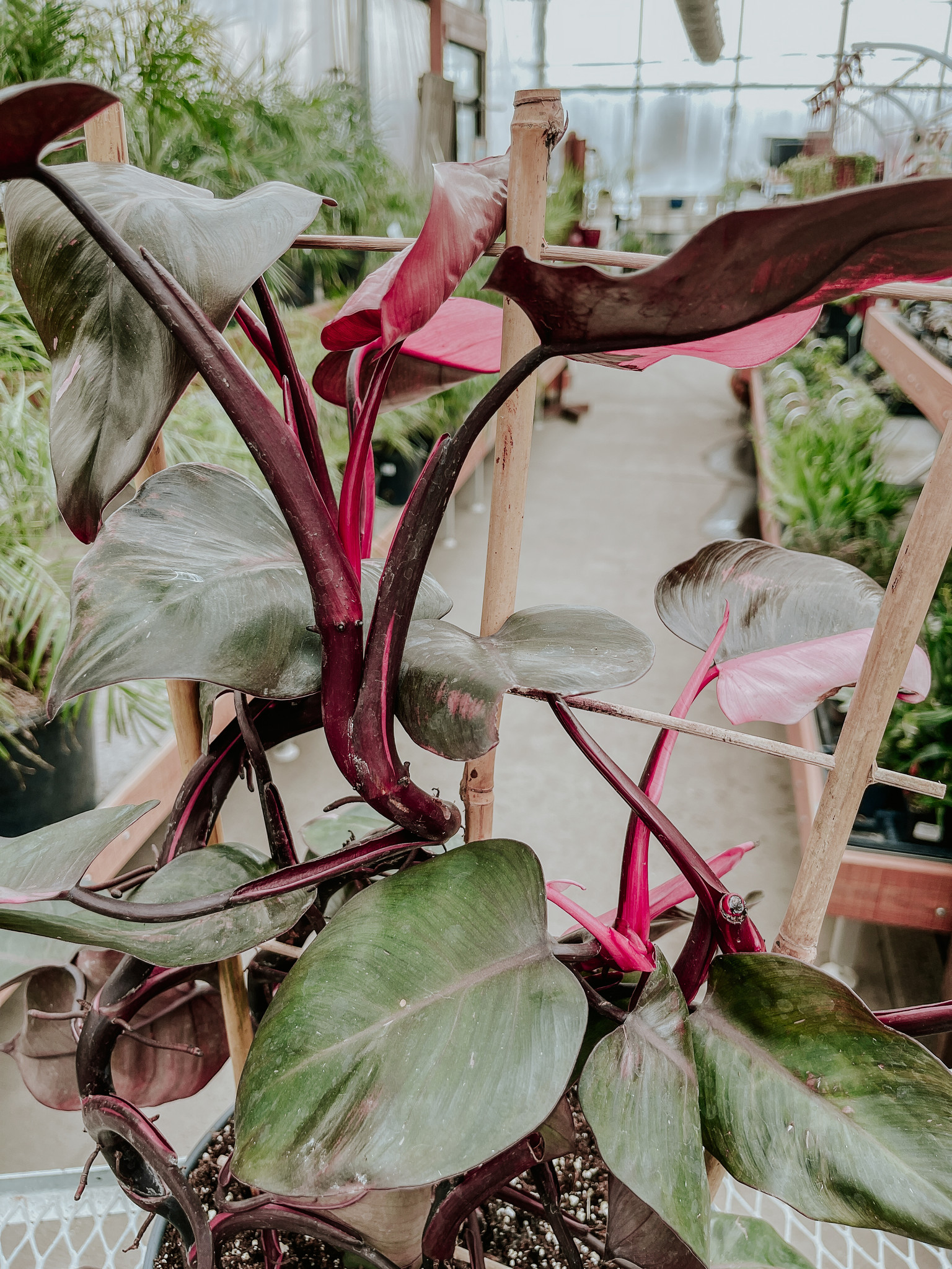 Philodendron Pink Princess