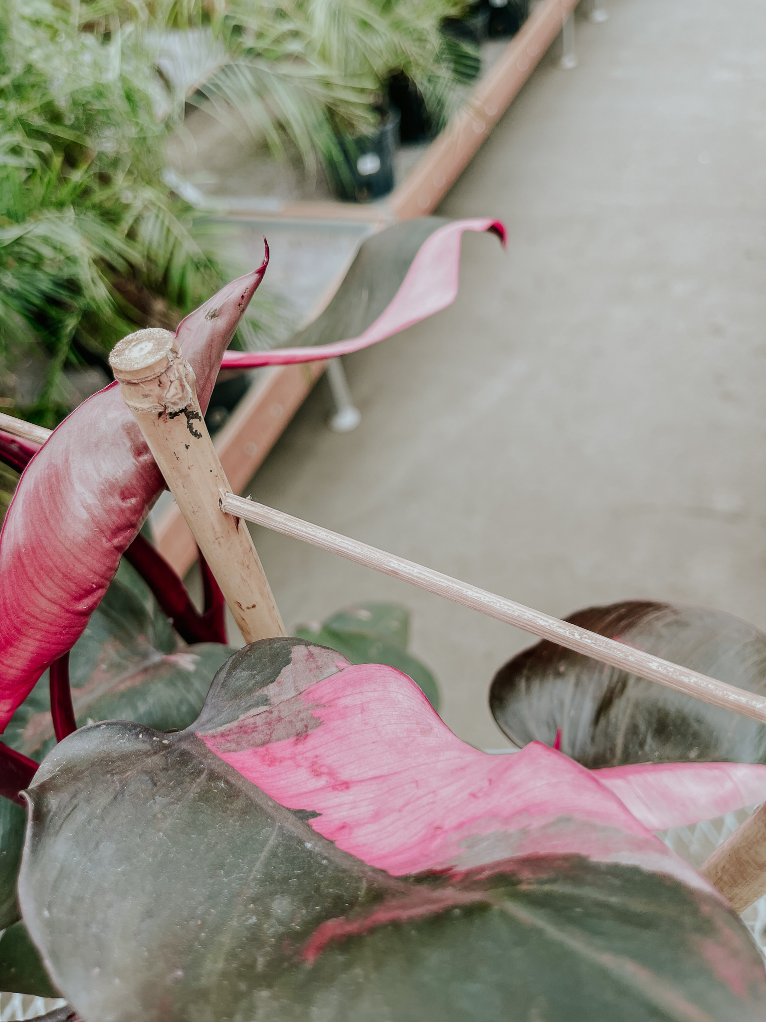 Philodendron Pink Princess