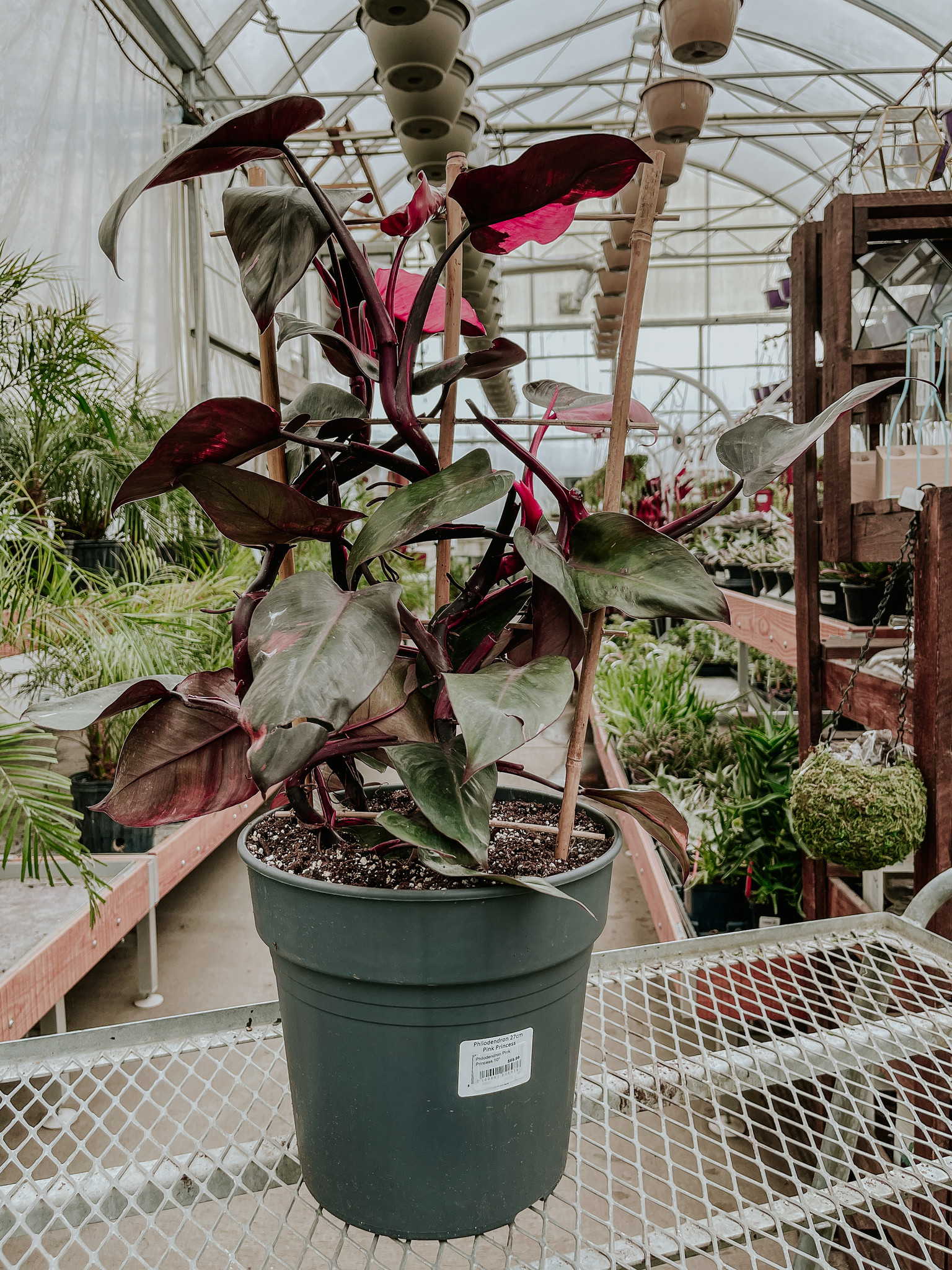 Philodendron Pink Princess