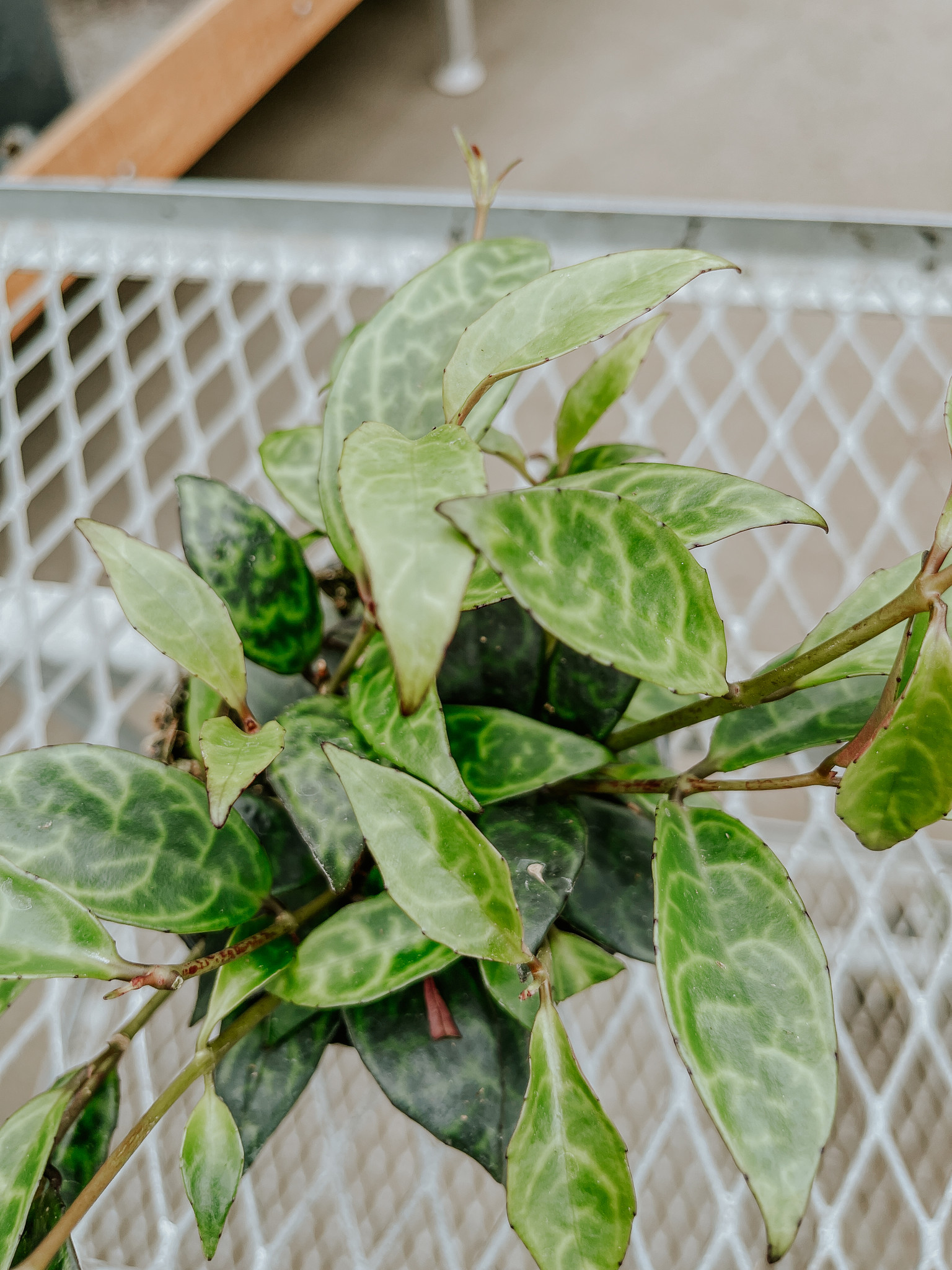 Lipstick Black Pagoda 4"