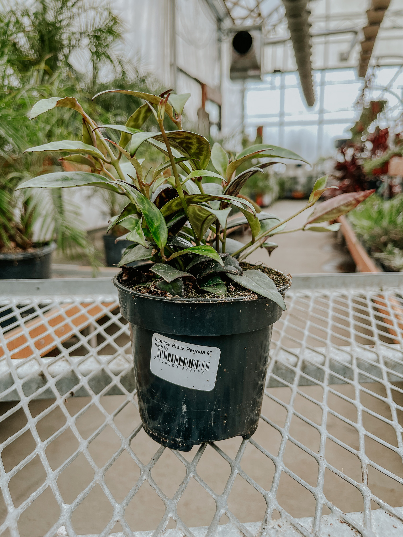 Lipstick Black Pagoda 4"