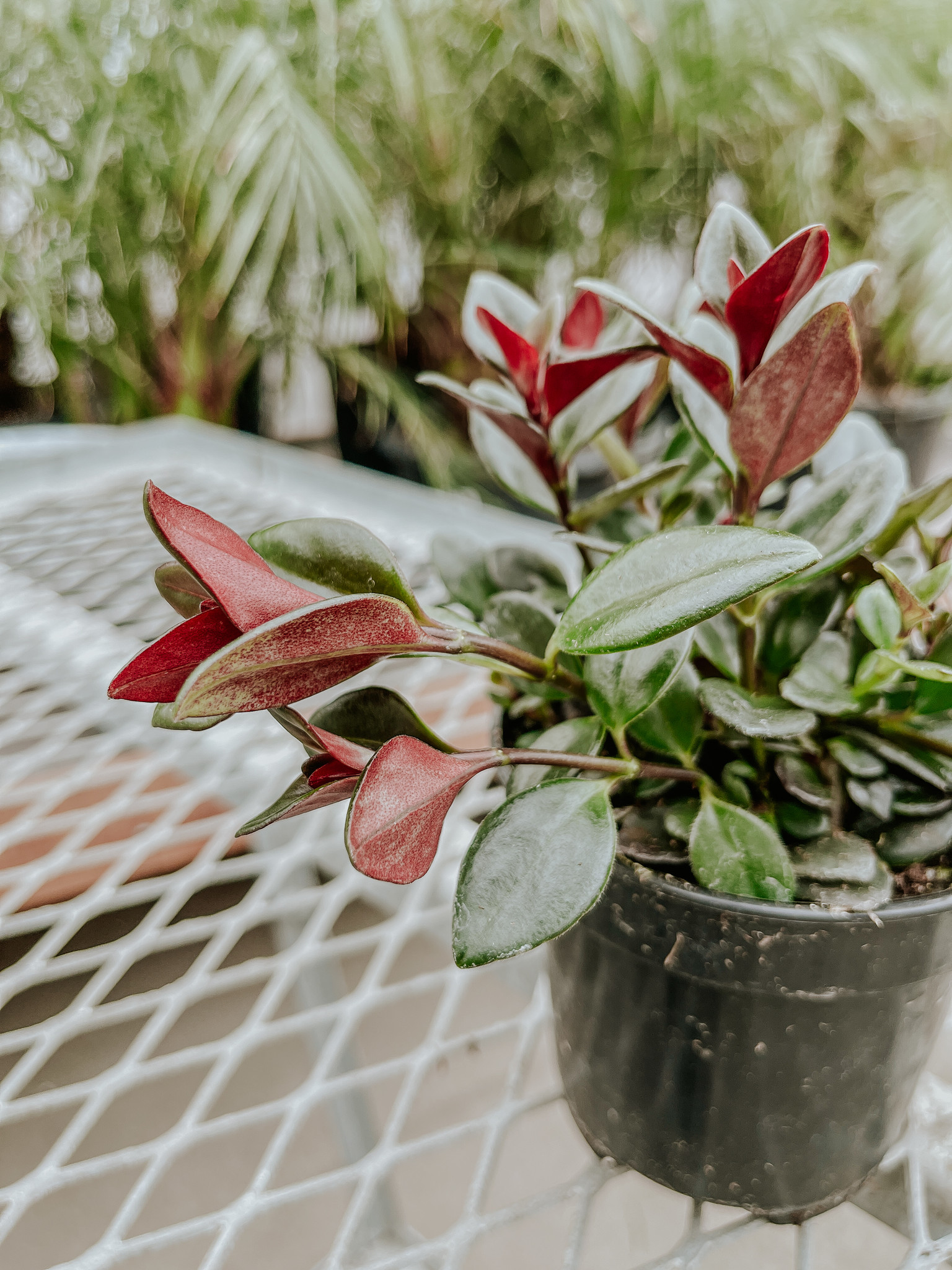 Goldfish Shady Lady 4"