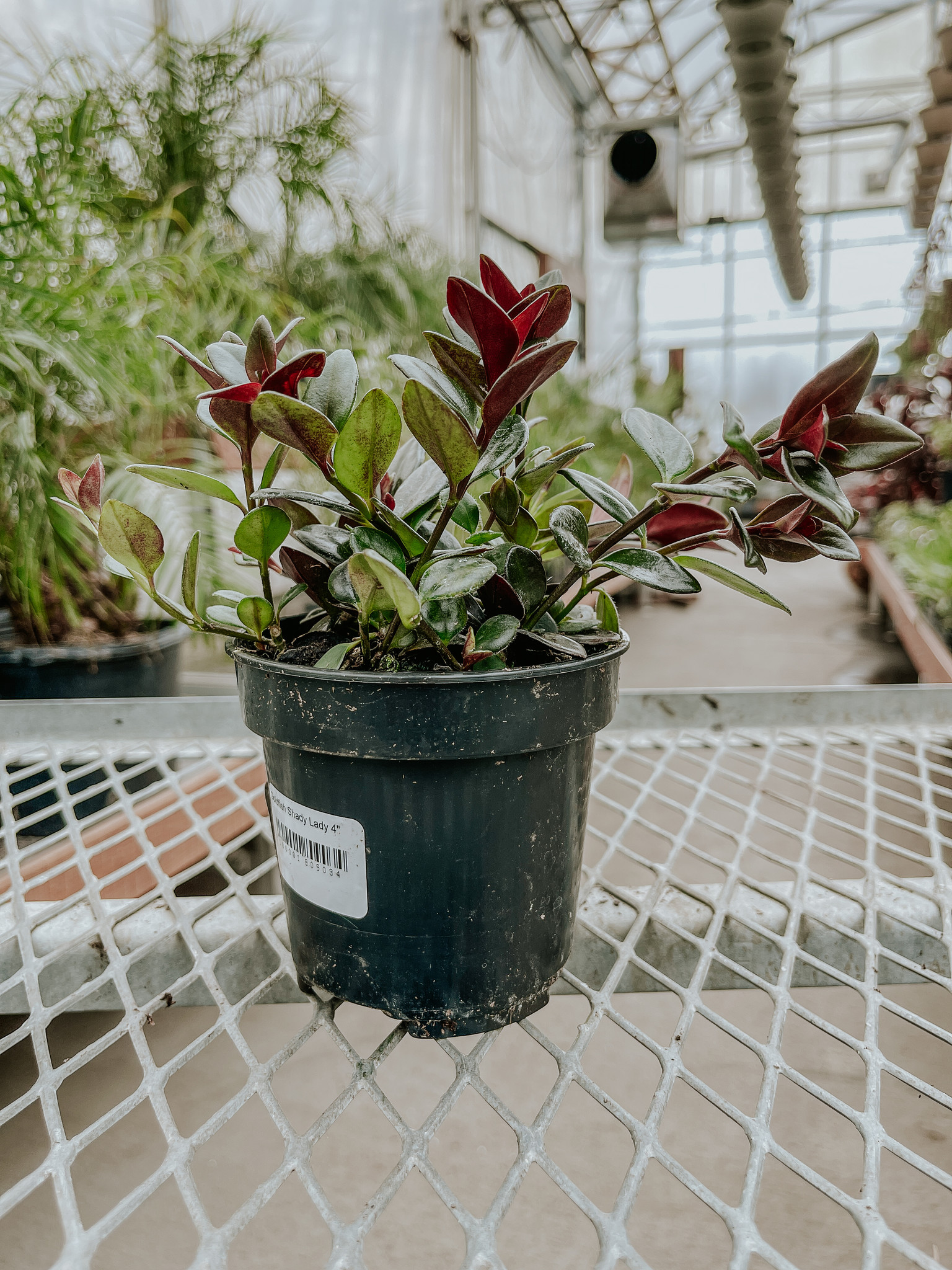 Goldfish Shady Lady 4"