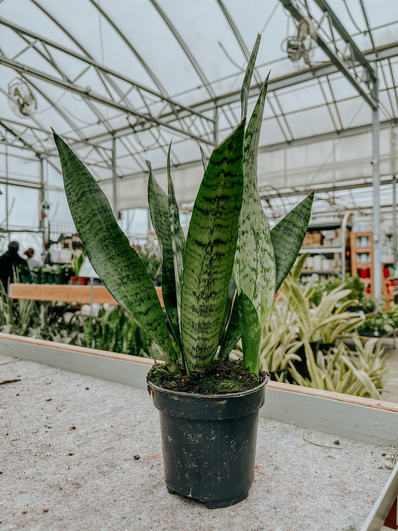 Snake Plant Zeylanica 4"