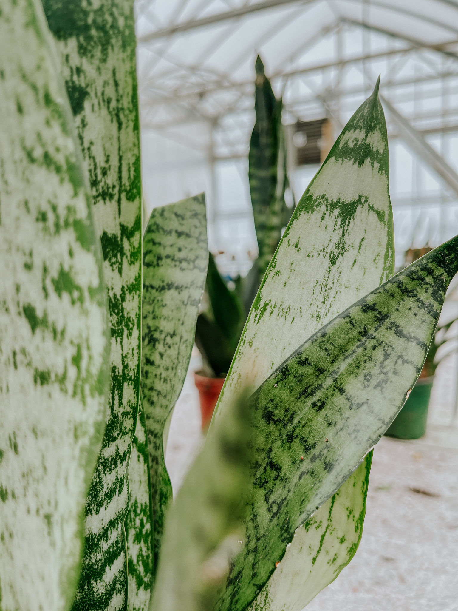 Snake Plant Zeylanica 4"
