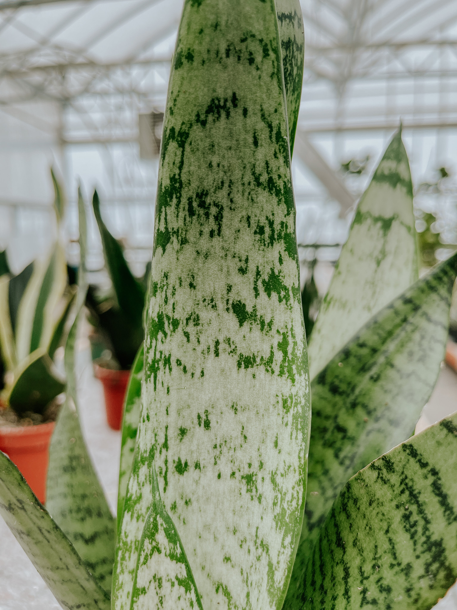 Snake Plant Zeylanica 4"