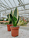 Snake Plant Black Gold