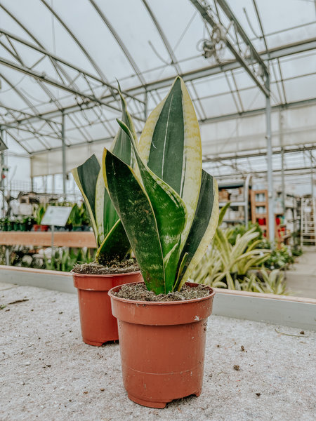 Snake Plant Black Gold