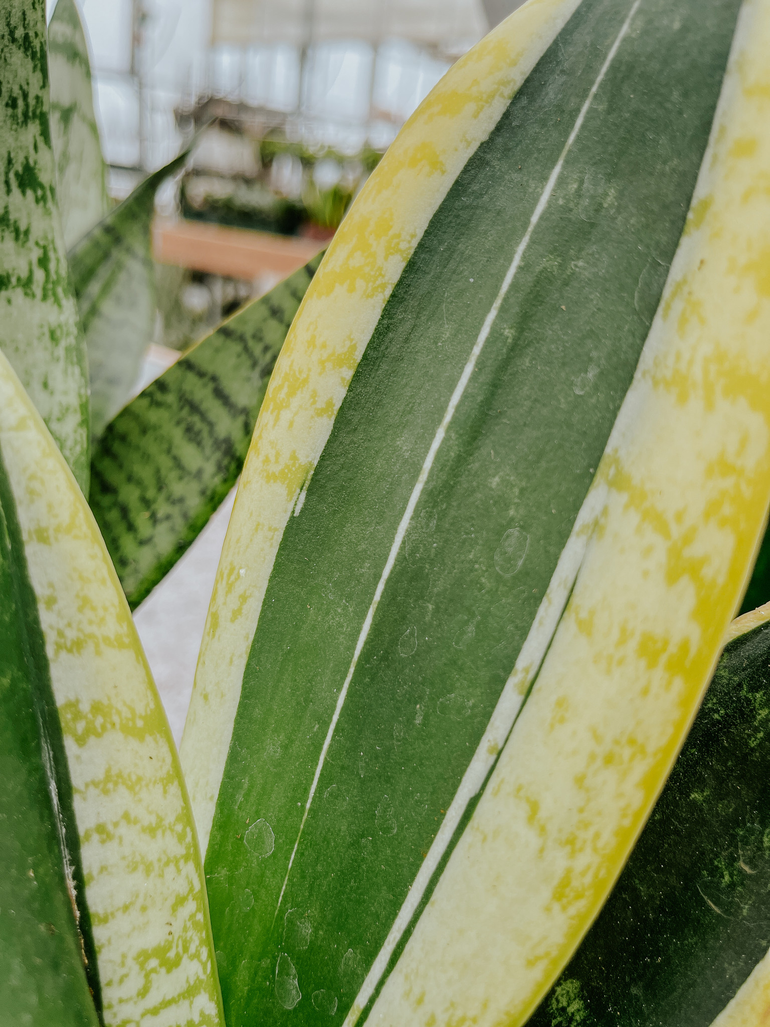 Snake Plant Black Gold