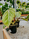 Dutch Growers Philodendron Pastazanum 4"