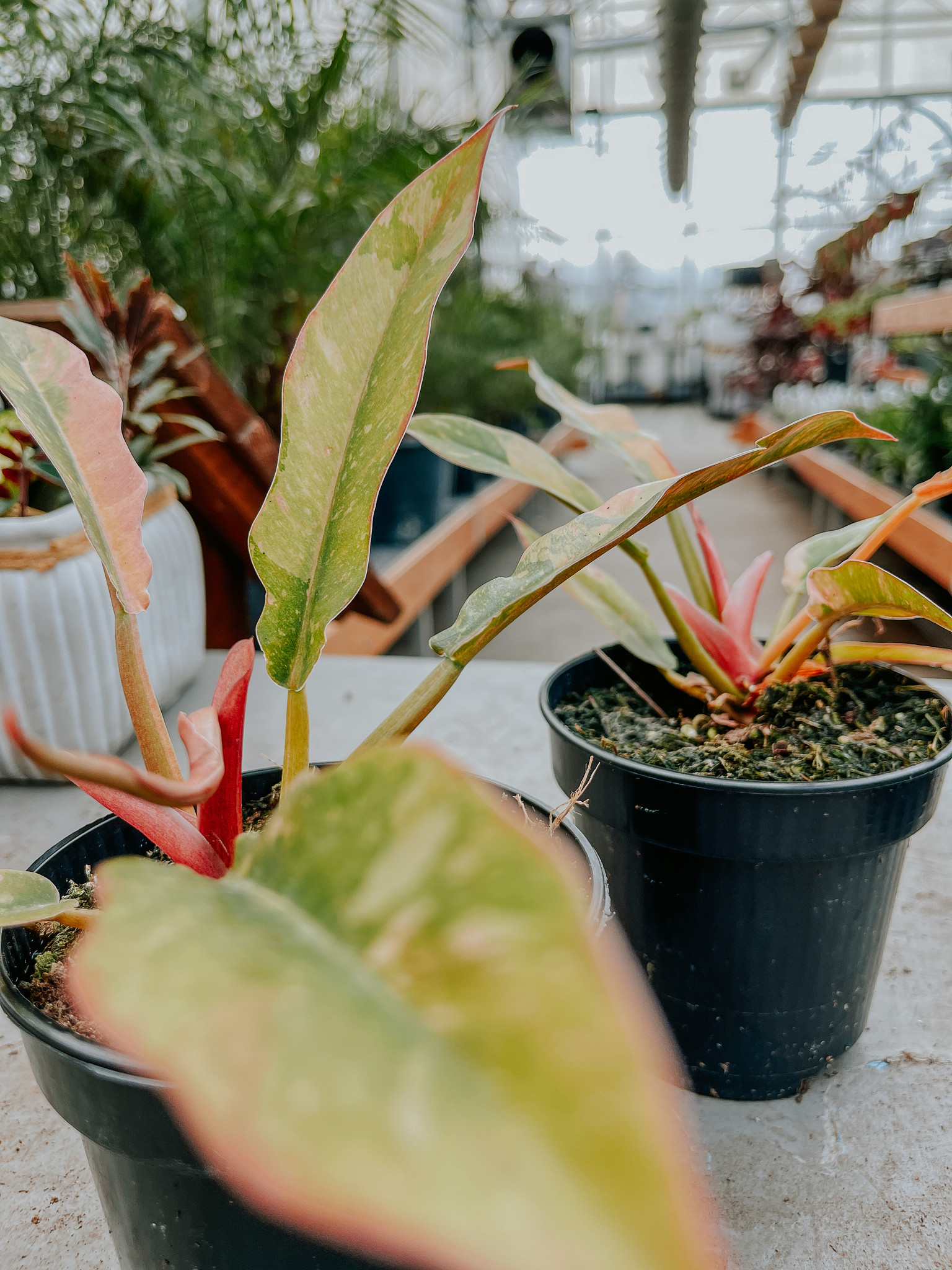 Philodendron Ring of Fire Variegated 4"