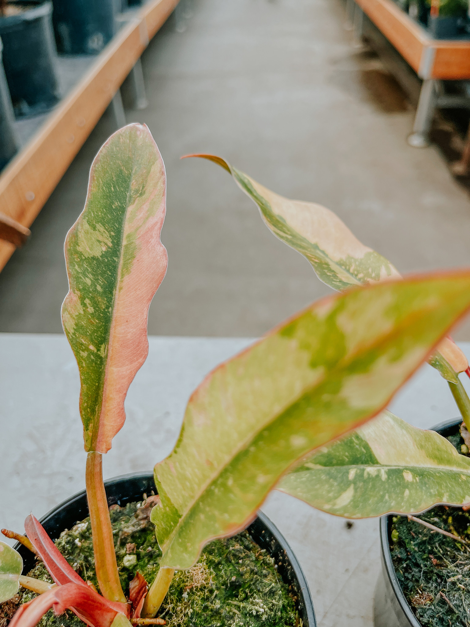 Philodendron Ring of Fire Variegated 4"