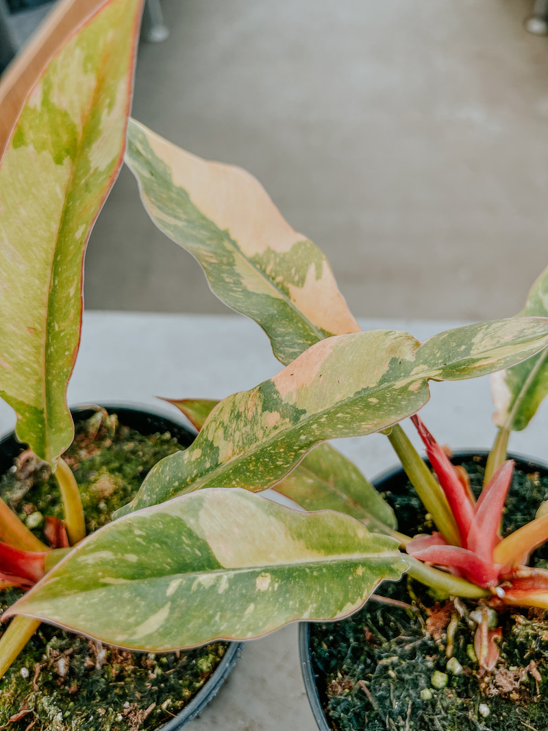 Philodendron Ring of Fire Variegated 4"