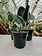 Scindapsus Nearly Black 4"