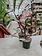 Philodendron Pink Princess