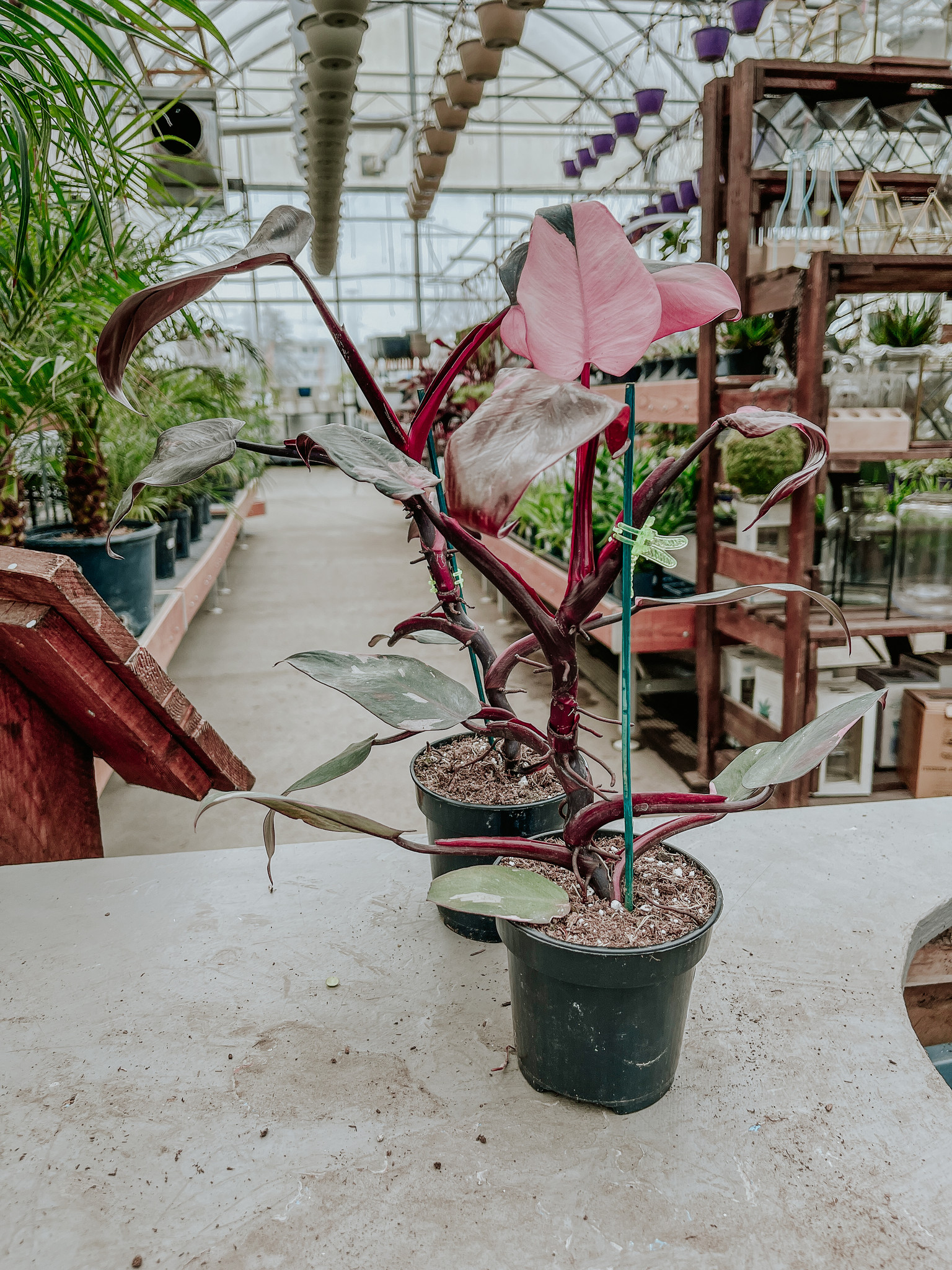 Philodendron Pink Princess