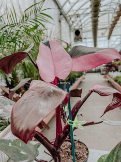Philodendron Pink Princess