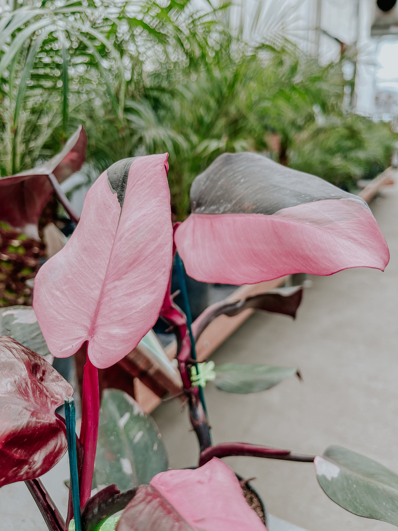 Philodendron Pink Princess