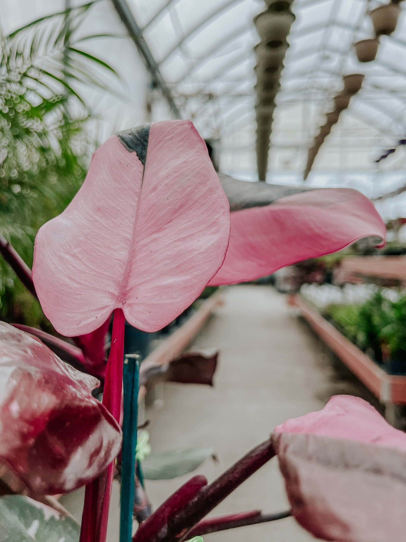 Philodendron Pink Princess