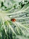 Dutch Growers Live Ladybugs