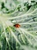 Dutch Growers PREORDER: Live Ladybugs