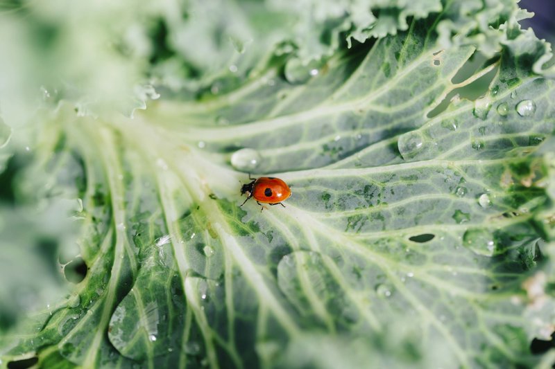 Dutch Growers Live Ladybugs