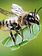Leafcutter Bees