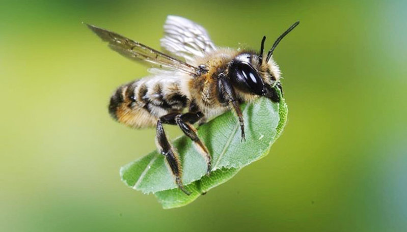 Leafcutter Bees