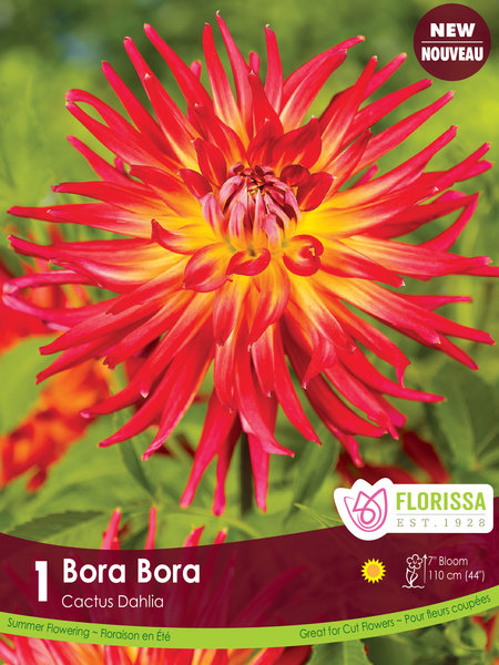 Florissa Dahlia Fringed Bora Bora