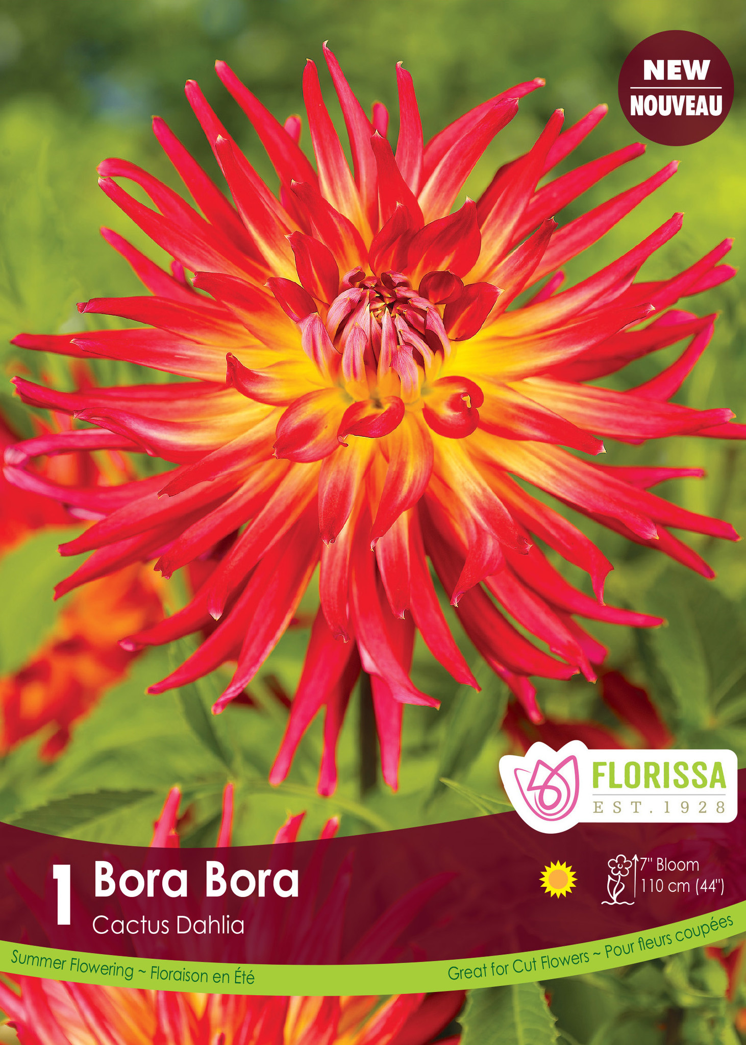 Florissa Dahlia Fringed Bora Bora