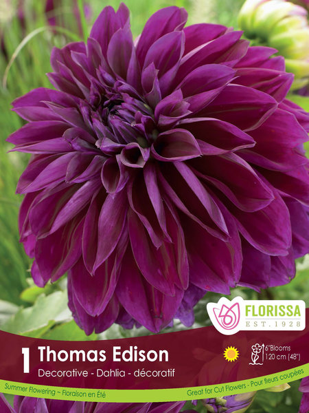Florissa Dahlia Dec Thomas Edison