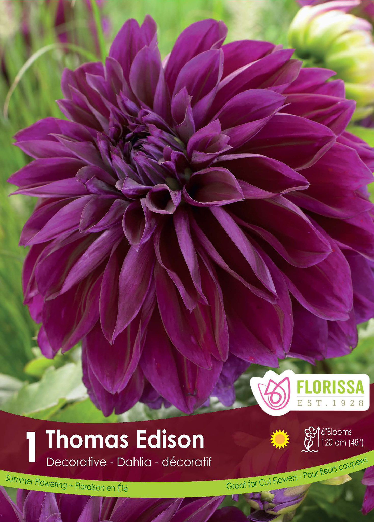 Florissa Dahlia Dec Thomas Edison