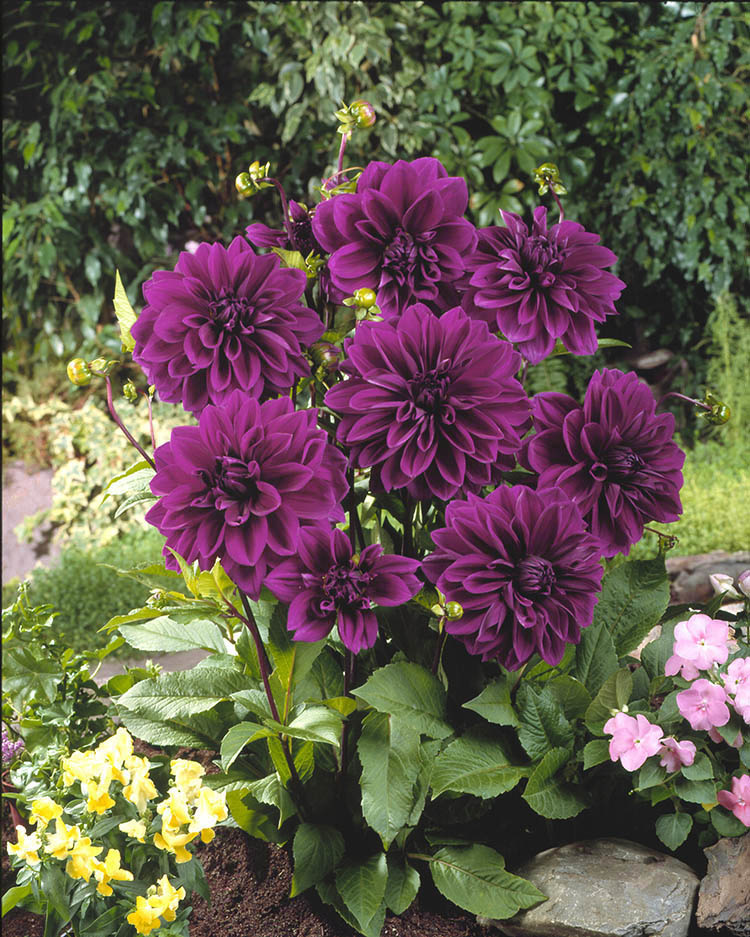 Florissa Dahlia Dec Thomas Edison