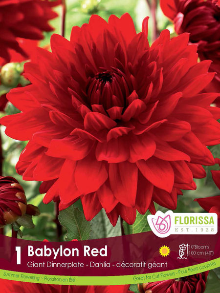 Florissa Dahlia Babylon Red Dinnerplate